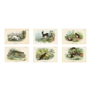 1890s, Mammal Prints, Set of 6, Original Antique Prints, Lithographs, England
