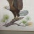 Hand colored engraving by Albert Earle Gilbert -who is considered by art critics and naturalists alike to be one of the...