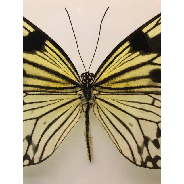 Genre: Contemporary Subject: Landscape Medium: Photograph Country: France 16 X 22.5 without frame Animalia, Insect...
