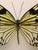 Genre: Contemporary Subject: Landscape Medium: Photograph Country: France 16 X 22.5 without frame Animalia, Insect...