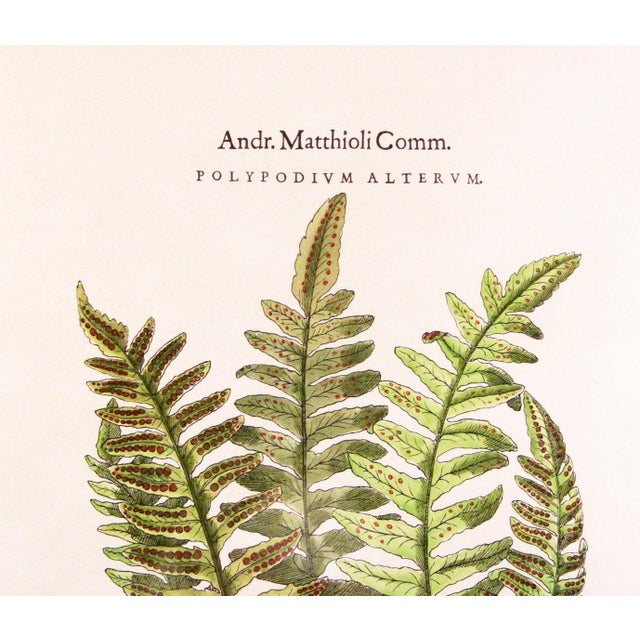 Original Vintage Custom Botanical Fern Prints with Makers Stamp For Sale - Image 17 of 18