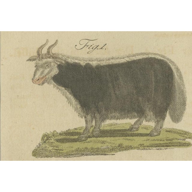 Bertuch, Exotic Cattle, Yak & Buffalo, 1800, Engraving For Sale - Image 4 of 10