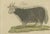 Bertuch, Exotic Cattle, Yak & Buffalo, 1800, Engraving For Sale - Image 4 of 10