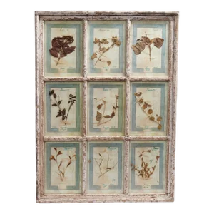 Antique Italian Botanical Collection in a Window Frame