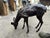 Brown Bronze Grazing Fawn Deer Garden Sculpture For Sale - Image 8 of 15