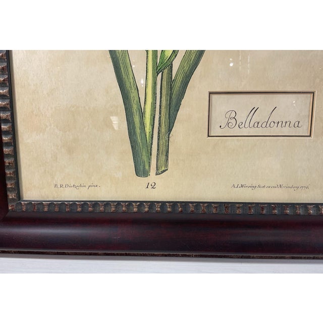 1990s Oversized Framed Botanical Prints, Iris and Lilio-Narcissus, 32"h - A Pair For Sale - Image 5 of 8