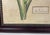 1990s Oversized Framed Botanical Prints, Iris and Lilio-Narcissus, 32"h - A Pair For Sale - Image 5 of 8