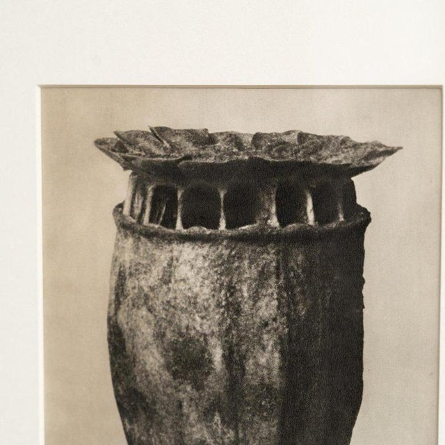 Karl Blossfeldt, Natural Grace, 1942, Photogravure, Framed For Sale - Image 10 of 13