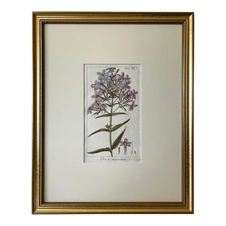 Antique Botanical Print of Phlox Carolina by Johannes Zorn 1785 For Sale