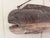 Early 20th Century Early 20th Century New England Folk Art Hand-Carved Wooden Fish Trade Sign For Sale - Image 5 of 12
