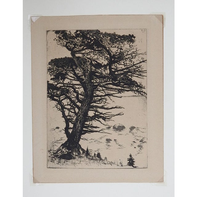 Vintage mid 20th century etching on tan paper mountain landscape with juniper tree. Unsigned. Unframed, displayed in mat...
