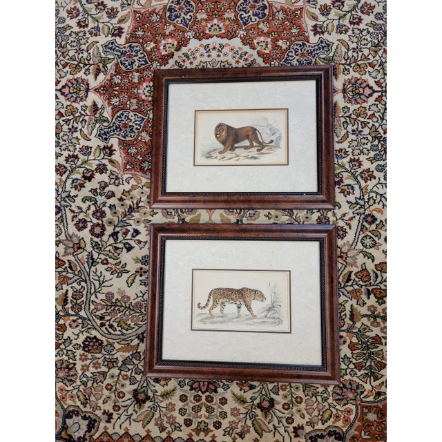 Pair of Antique Color Lithographs of Wild Cats For Sale - Image 10 of 10