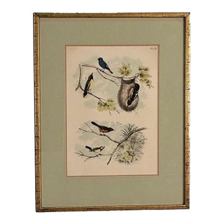 19th Century Engraving of Birds, Probably English For Sale
