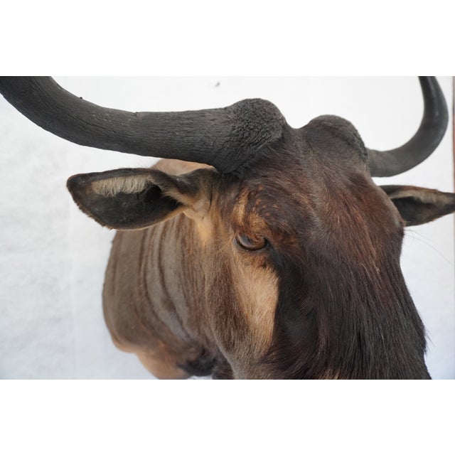 2000 - 2009 Wildebeest Mount Head Bust For Sale - Image 5 of 18