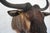 2000 - 2009 Wildebeest Mount Head Bust For Sale - Image 5 of 18