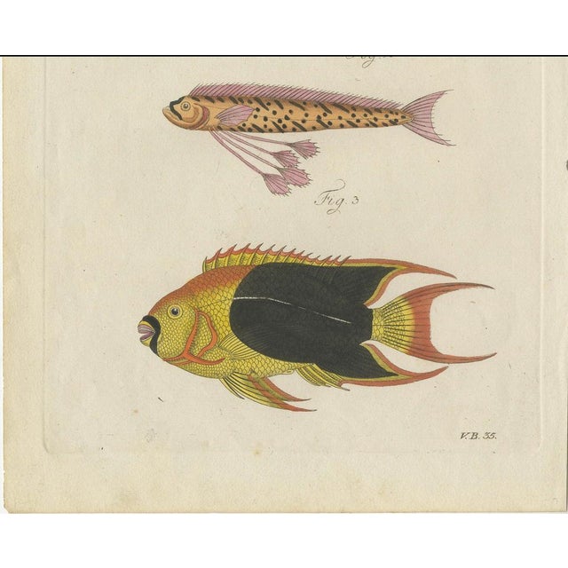 Early 19th Century Bertuch, Three Exotic Tropical Fish, c.1800, Engraving For Sale - Image 5 of 10