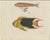 Early 19th Century Bertuch, Three Exotic Tropical Fish, c.1800, Engraving For Sale - Image 5 of 10