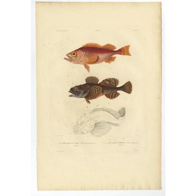 Antique print, titled: 'Poissons Plate 9 - La Sebaste du Nord (Sebastes septentrionalis) - Le Cotte Scorpion (Cottus...