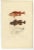 Antique print, titled: 'Poissons Plate 9 - La Sebaste du Nord (Sebastes septentrionalis) - Le Cotte Scorpion (Cottus...