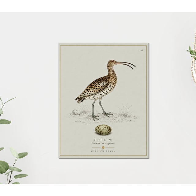 Robin's Egg Blue William Lewin 1789 Waterbirds Fine Art Gallery Board Print - The Curlew For Sale - Image 8 of 12