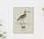 Robin's Egg Blue William Lewin 1789 Waterbirds Fine Art Gallery Board Print - The Curlew For Sale - Image 8 of 12