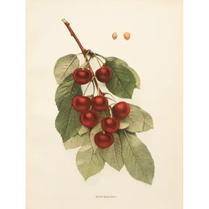 1900s U. P. Hedrick, Original Antique Photogravure of Montmorency Cherries