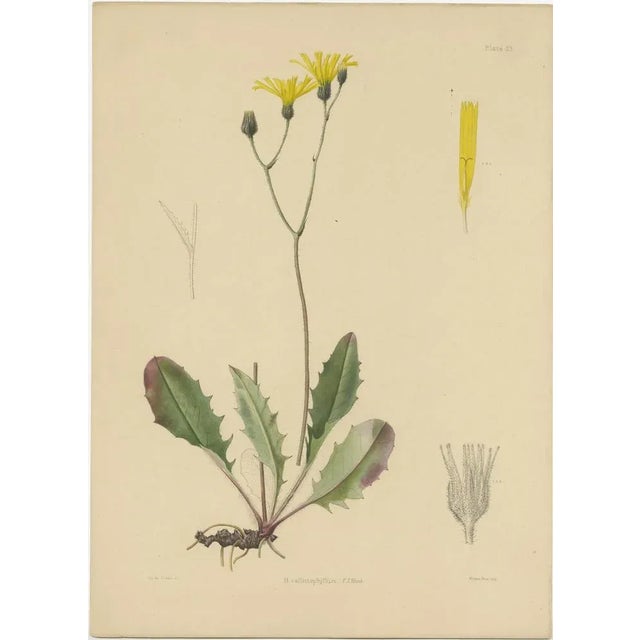 Carter, Botany Illustrations H. Marshalli and Other Flowering Plants, Ink, Set of 3 For Sale - Image 4 of 6