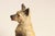 Sculpture Materials Mid 20th Century Carved and Painted Chalkware German Shepherd Ashtray For Sale - Image 7 of 13