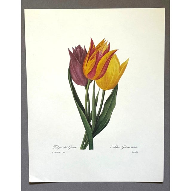 Up for sale is this gorgeous vintage print by PJ Redoute, one of several we are currently listing. With a sheet size of...