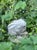 Vintage concrete garden statue of a bunny with green moss around the base.