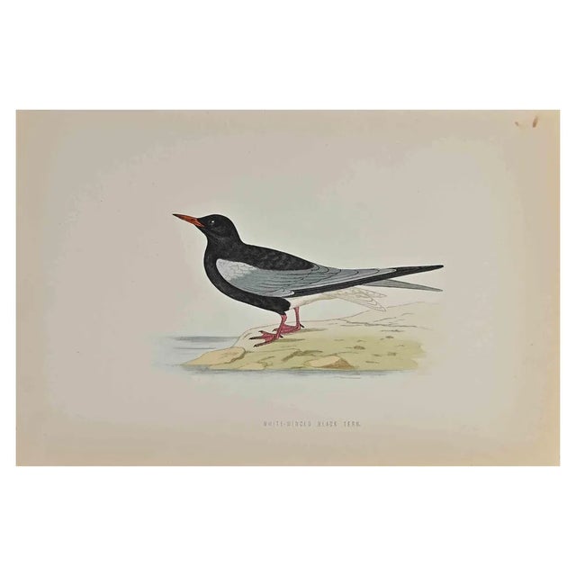 Alexander Francis Lydon, White-Winged Black Tern, Woodcut Print, 1870 For Sale