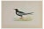 Alexander Francis Lydon, White-Winged Black Tern, Woodcut Print, 1870 For Sale
