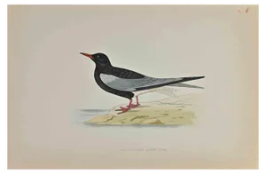 Alexander Francis Lydon, White-Winged Black Tern, Woodcut Print, 1870