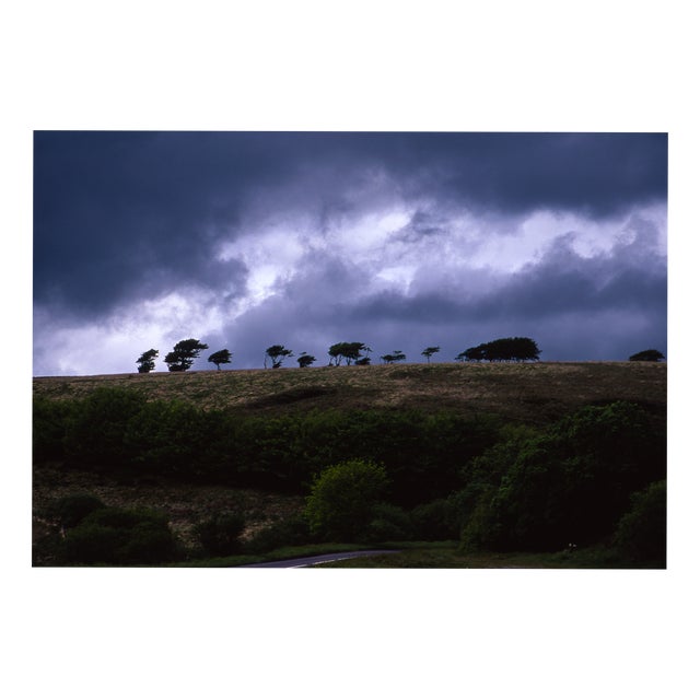 Paul Cooklin, Treeline, Exmoor, 2011, Edition of 50 For Sale