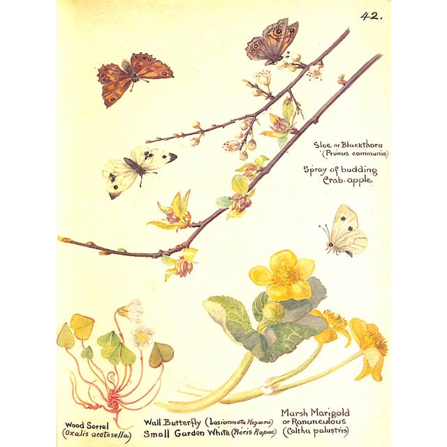 "The Country Diary of an Edwardian Lady" 1984 Holden, Edith For Sale In New York - Image 6 of 12