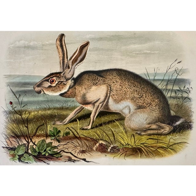 Texan Hare by John James Audubon, 1st Edition Octavo Print, 1842 For Sale