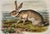 Texan Hare by John James Audubon, 1st Edition Octavo Print, 1842 For Sale