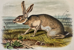 Texan Hare by John James Audubon, 1st Edition Octavo Print, 1842
