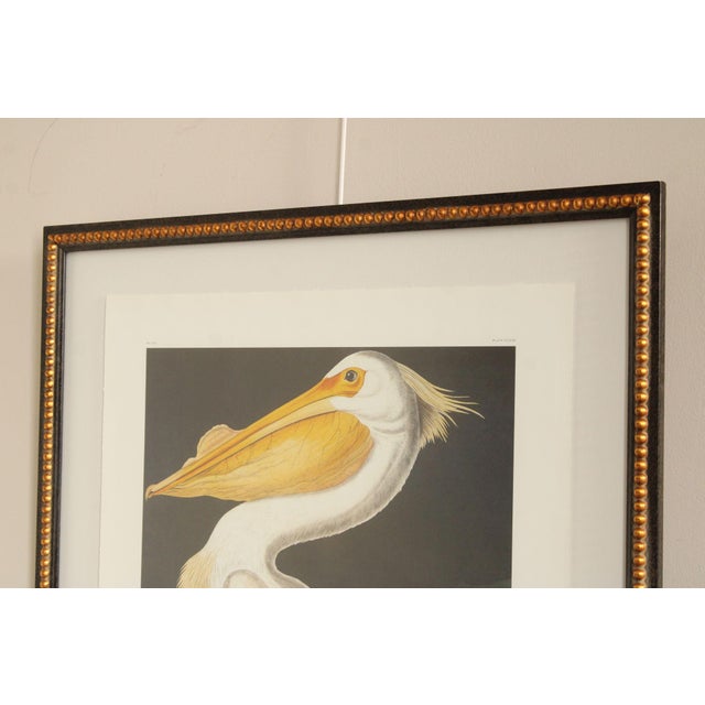 John James Audubon Ornithological, 'American White Pelican' For Sale - Image 12 of 12