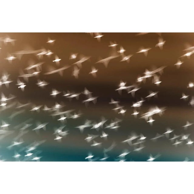 Mint Images, Starlings Flying Across Overcast Sky, Photographic Paper, in Flawless conditions. Designed from 2000 This...