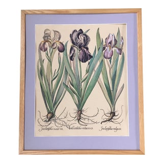 Late 20th Century Iris Botanical Print, Framed For Sale