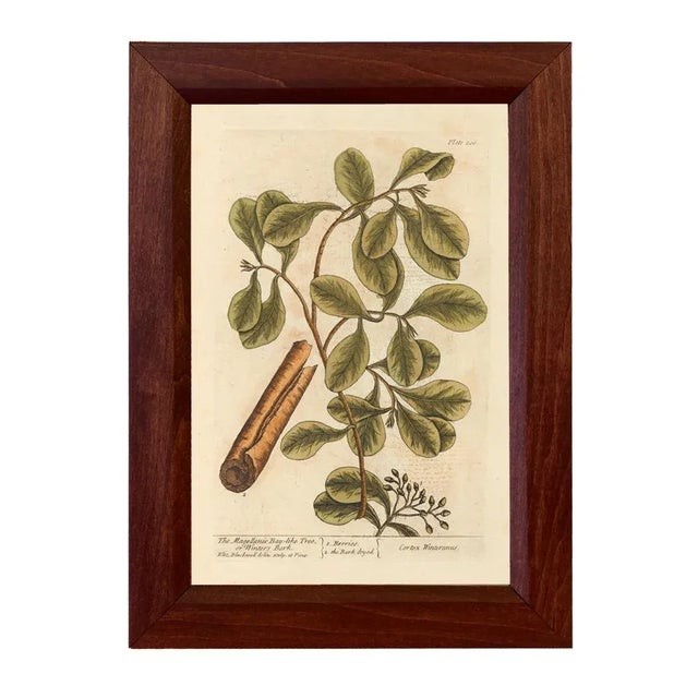 English Set of 4 Winter Botanical Framed Prints, Wood Frame For Sale - Image 3 of 7
