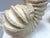 C1980's Palm Beach Chic Nautilus Shell Table Lamps- A Pair For Sale - Image 13 of 18