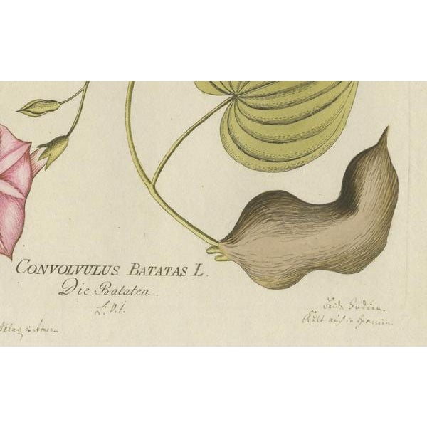 Joseph Jakob Plenck, Convolvulus Batatas Botanical Illustration, 1788, Print For Sale - Image 3 of 7