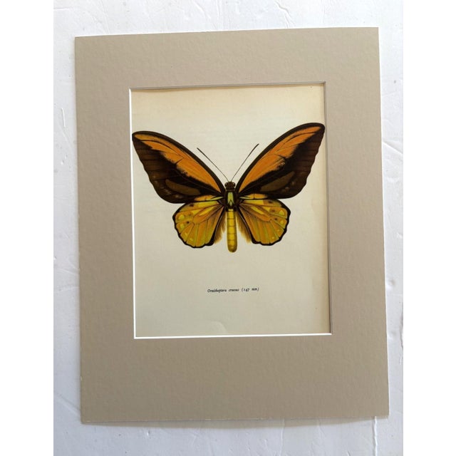 Realism Vintage 1965 Butterfly Print in 11x14 Mat: Ornithoptera Crosesus (Wallace), EUC For Sale - Image 3 of 3