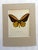 Realism Vintage 1965 Butterfly Print in 11x14 Mat: Ornithoptera Crosesus (Wallace), EUC For Sale - Image 3 of 3