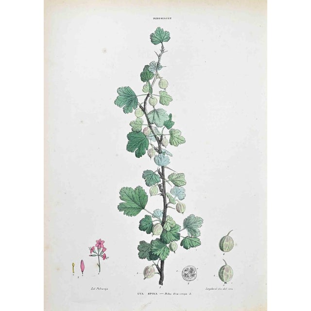 Lithograph hand watercolored. Plate from "Atlante di Botanica popolare ossia Illustrazione di Piante Notevoli di ogni...