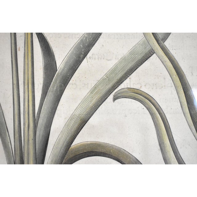 Basilius Besler Botanical Engravings - a Pair For Sale - Image 9 of 13