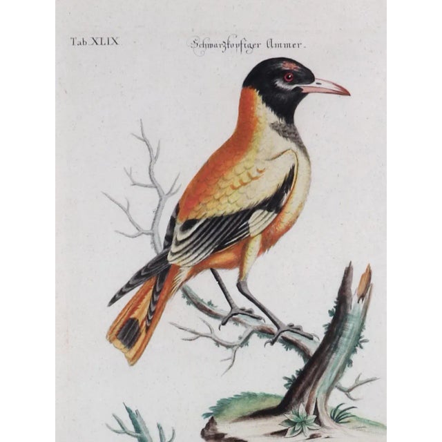 Johann Seligmann Bird Engraving, Tab XLIX, Le Loriot a tete noires Indes, 1770s The Johann Seligmann engraving after...