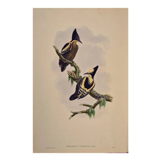 Heart Spotted Woodpeckers: A 19th C. Gould Hand-Colored Lithograph, 1850 For Sale
